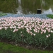 Keukenhof 23-04-2009 097