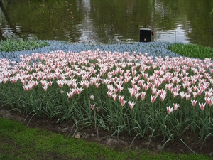 Keukenhof 23-04-2009 097