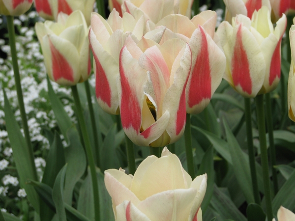 Keukenhof 23-04-2009 102