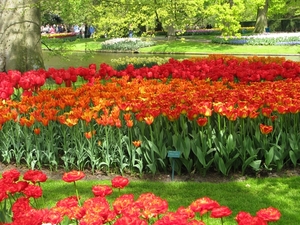 Keukenhof 23-04-2009 106