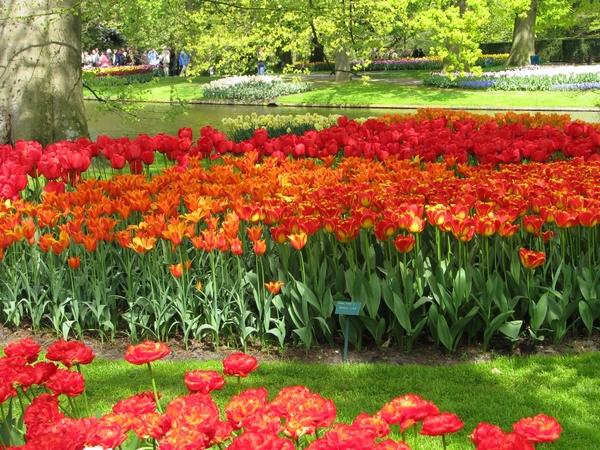 Keukenhof 23-04-2009 106