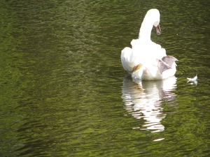 Keukenhof 23-04-2009 111