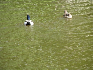 Keukenhof 23-04-2009 121