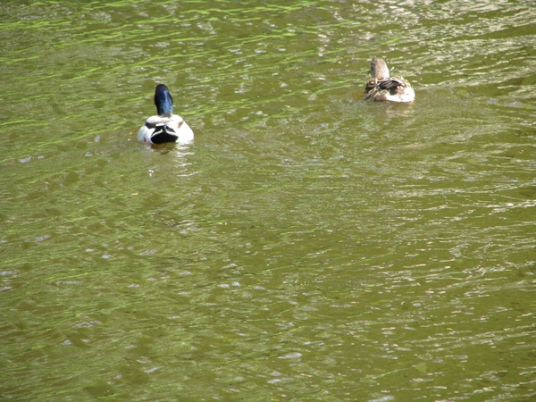 Keukenhof 23-04-2009 121