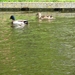 Keukenhof 23-04-2009 123