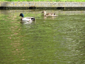 Keukenhof 23-04-2009 123