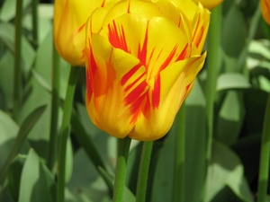 Keukenhof 23-04-2009 125