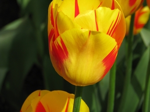 Keukenhof 23-04-2009 126