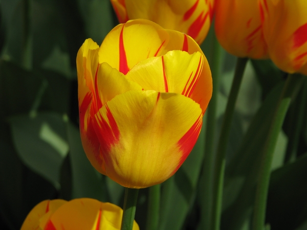 Keukenhof 23-04-2009 128