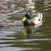 Keukenhof 23-04-2009 130