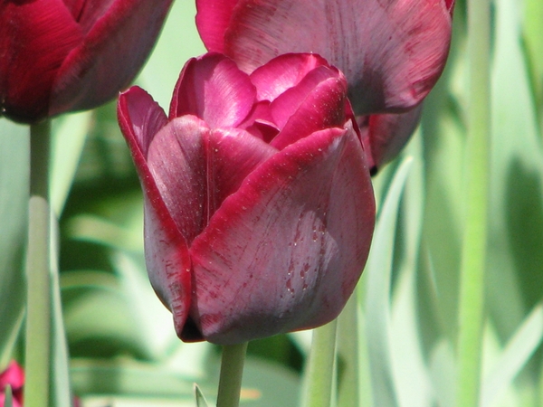 Keukenhof 23-04-2009 135