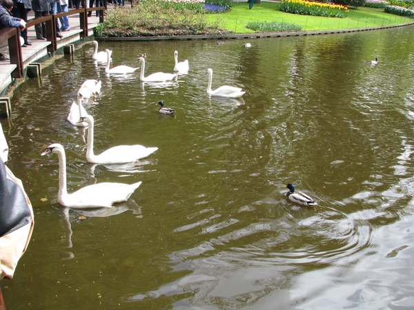 Keukenhof 23-04-2009 136