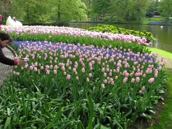 Keukenhof 23-04-2009 148