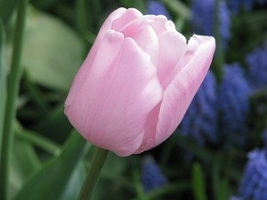 Keukenhof 23-04-2009 150