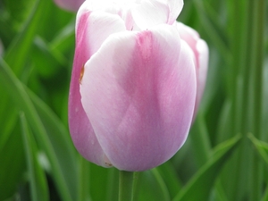 Keukenhof 23-04-2009 151