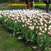 Keukenhof 23-04-2009 152