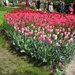 Keukenhof 23-04-2009 154