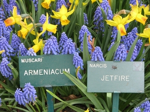 Keukenhof 23-04-2009 169