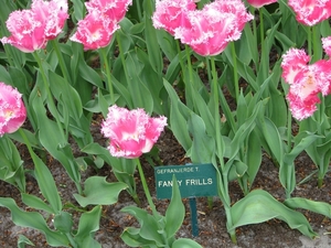 Keukenhof 23-04-2009 170