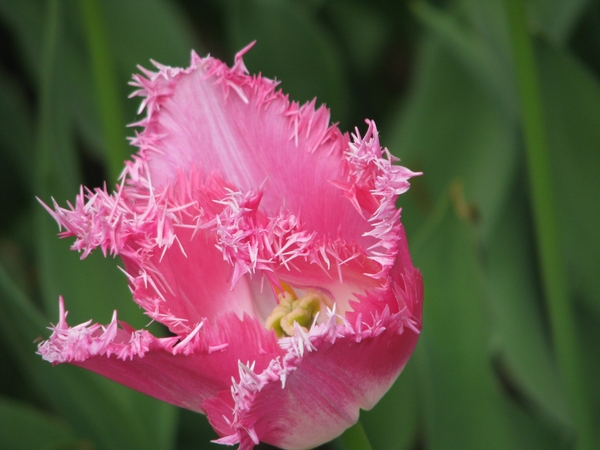 Keukenhof 23-04-2009 171