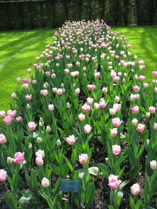 Keukenhof 23-04-2009 415