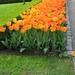 Keukenhof 23-04-2009 417