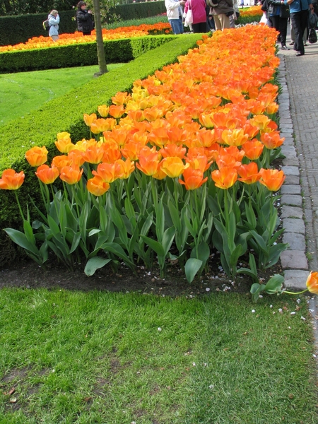 Keukenhof 23-04-2009 417