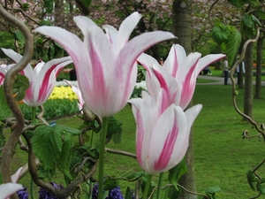 Keukenhof 23-04-2009 181