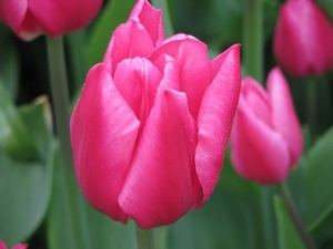 Keukenhof 23-04-2009 189