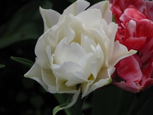 Keukenhof 23-04-2009 192