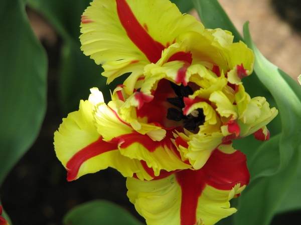 Keukenhof 23-04-2009 201