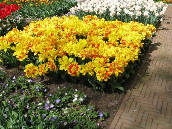 Keukenhof 23-04-2009 203