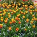 Keukenhof 23-04-2009 205