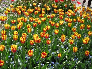 Keukenhof 23-04-2009 205