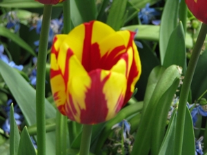 Keukenhof 23-04-2009 207