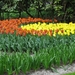 Keukenhof 23-04-2009 208