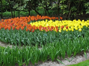 Keukenhof 23-04-2009 208