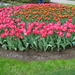 Keukenhof 23-04-2009 210