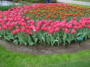 Keukenhof 23-04-2009 210