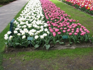 Keukenhof 23-04-2009 214