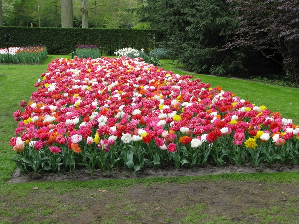 Keukenhof 23-04-2009 215