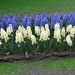 Keukenhof 23-04-2009 224