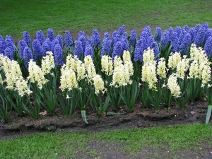 Keukenhof 23-04-2009 224