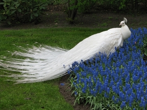 Keukenhof 23-04-2009 230