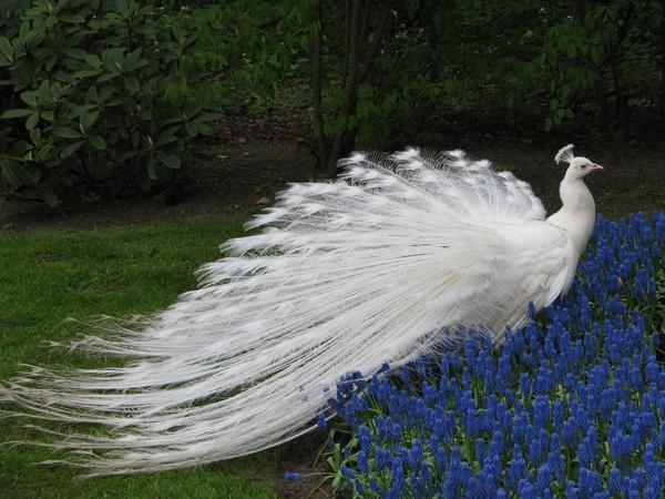 Keukenhof 23-04-2009 231