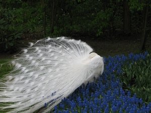 Keukenhof 23-04-2009 232