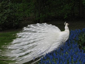 Keukenhof 23-04-2009 233