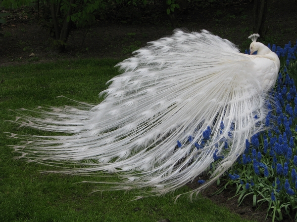 Keukenhof 23-04-2009 235