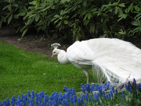 Keukenhof 23-04-2009 237