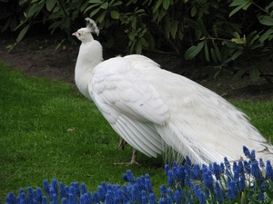 Keukenhof 23-04-2009 238